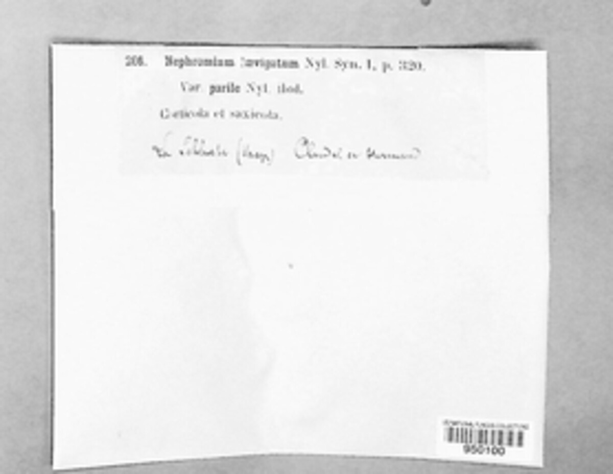 Nephroma laevigatum image